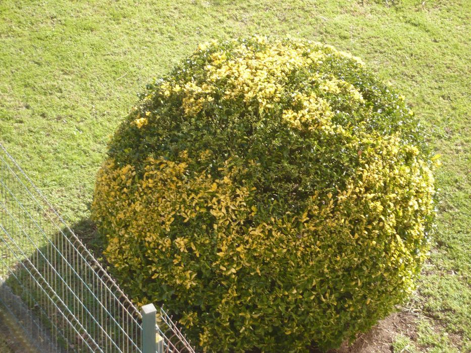 Como nova - Panasonic DMC-FX12 a funcionar lindamente