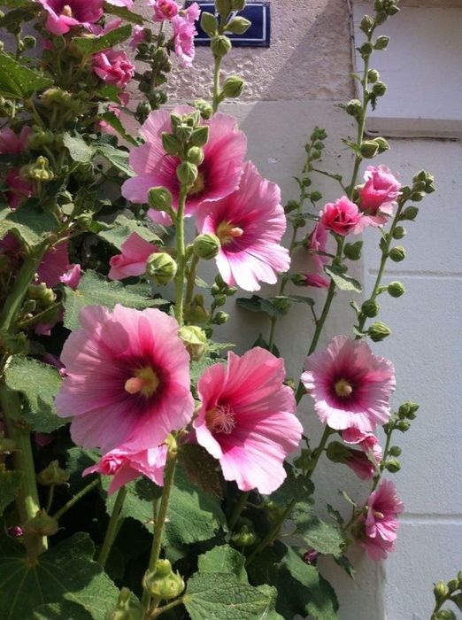 Мальви декоративні насіння.