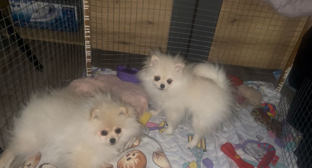 Новогодные сксдки скидки до 50 % Продажа мини шпиц  по орошой цене про