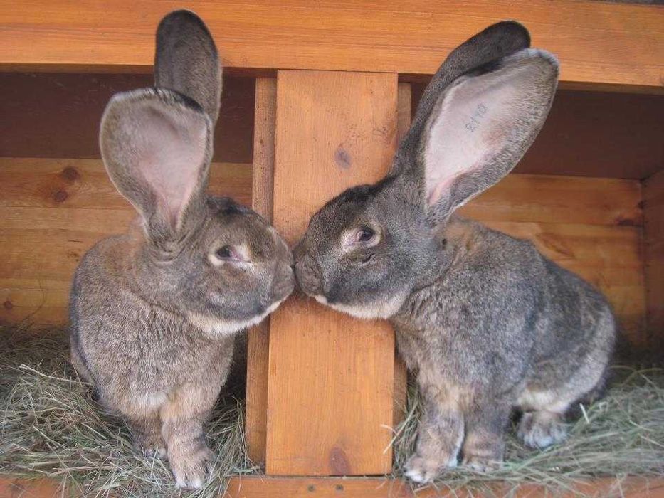 Продам кроликов бельгийский великан