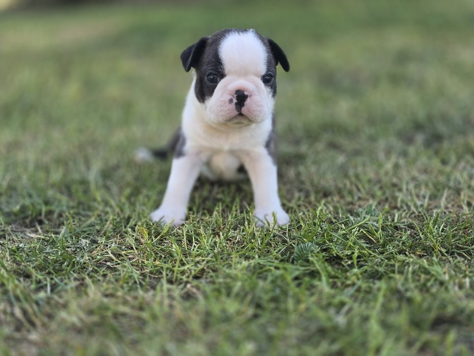 Boston Terrier chłopczyk