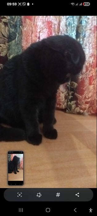 Шотландская чорная кошечка