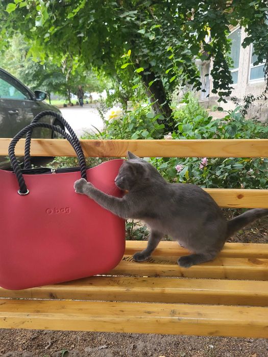 Котик схожий на російську блакитну шукає дім.