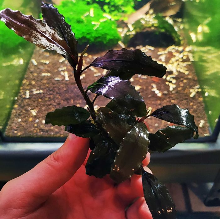 Bucephalandra Shine Blue