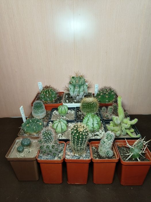 Кактуси, суккленти від 40грн