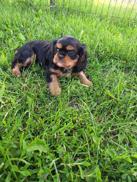 Cavalier king charles spaniel