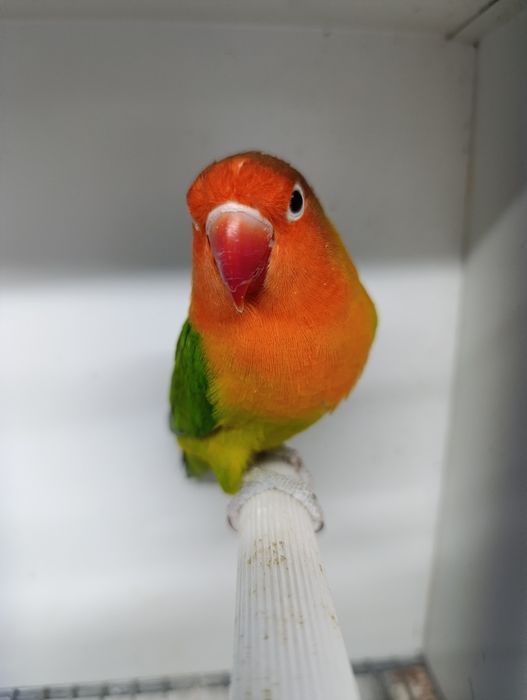 Agapórnis fischeris verde Euwing macho