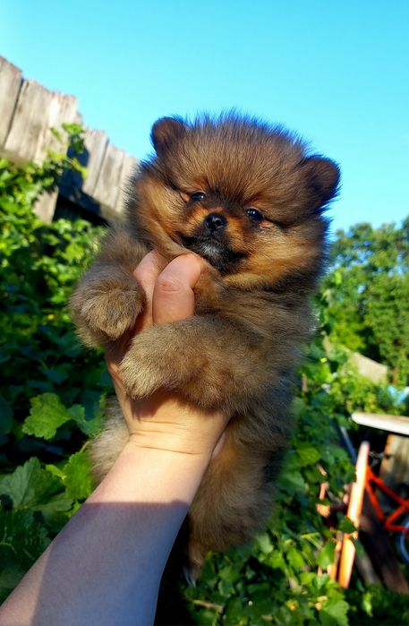 Вязка померанский шпиц