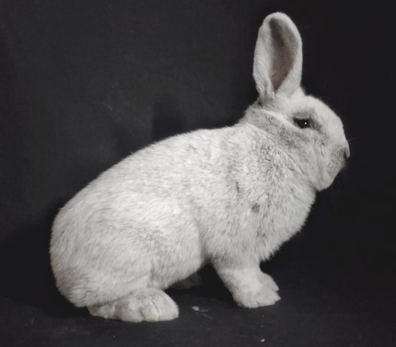 Кролики Велике Світле Срібло