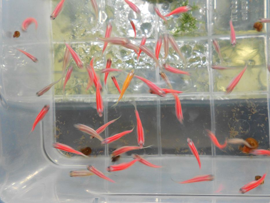 Аквариумные рыбки