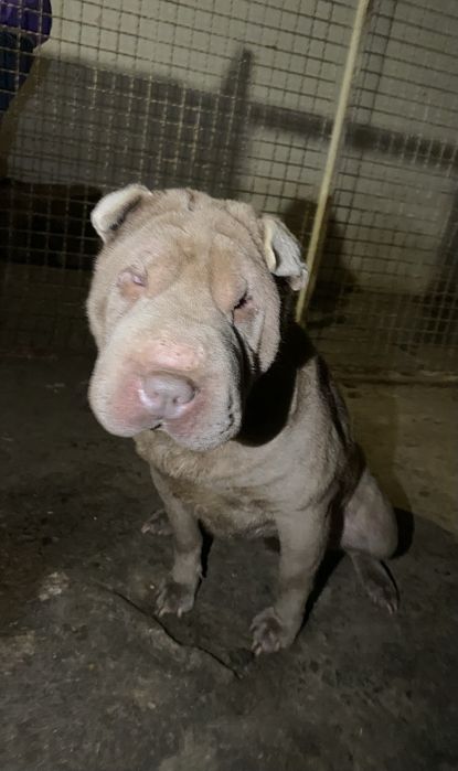 Віддаємо у добрі руки