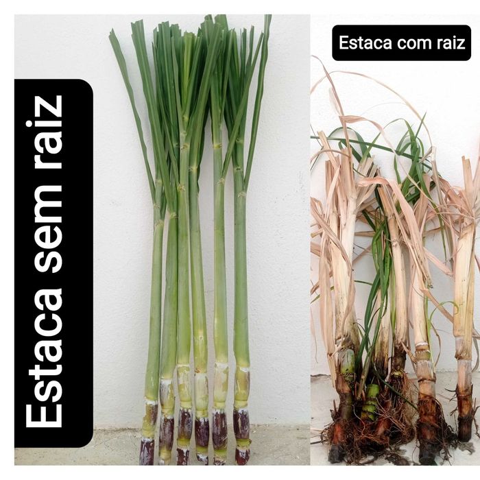 Cana de açúcar (molhos) [VER DESCRIÇÃO]