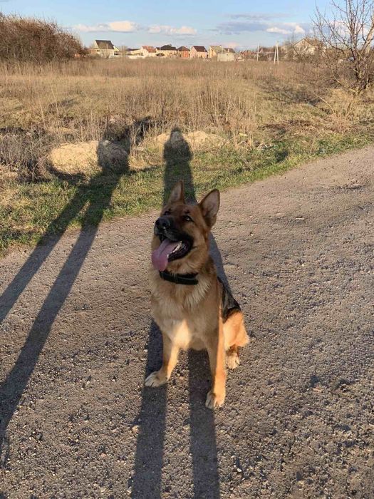 Вязка німецької вівчарки кобель