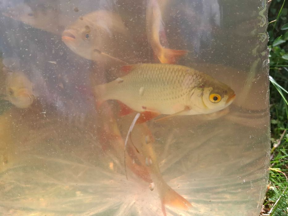 Wzgręga ( krasnopióra)