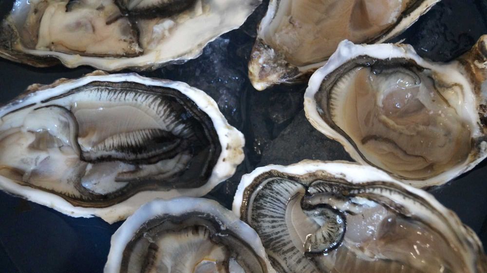 Ostras Frescas para Eventos e Restauração