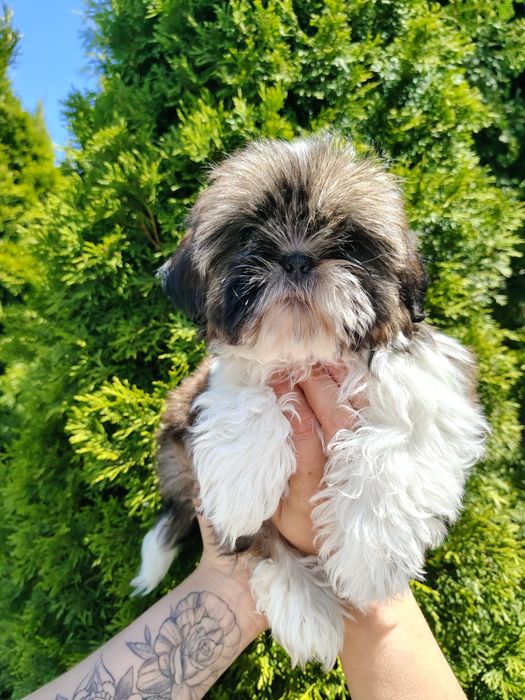 Piękna sunia Shih Tzu z rodowodem