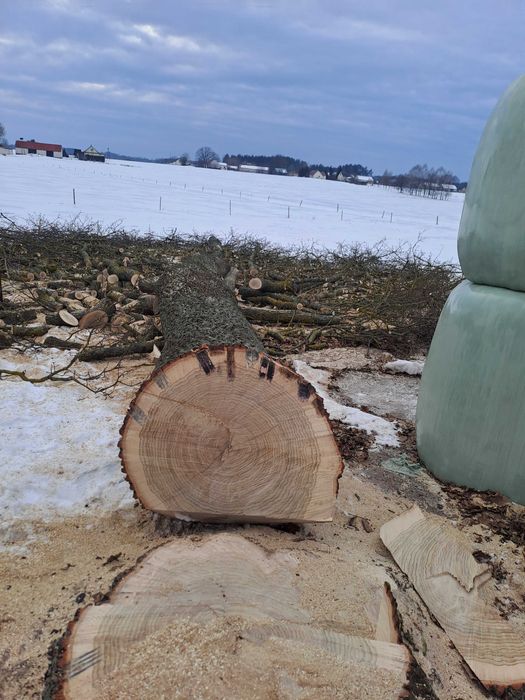 Sprzedam 2 dęby na materiał