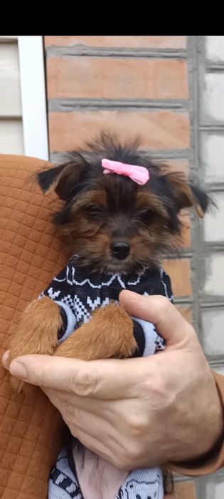 Дівчинка йоркширського тер'єра