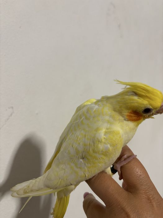 Caturra domesticada