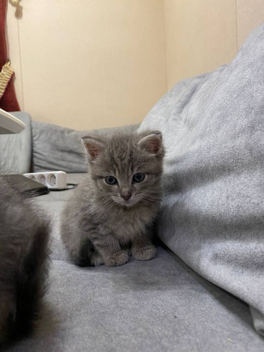 Кошенята в добрі руки