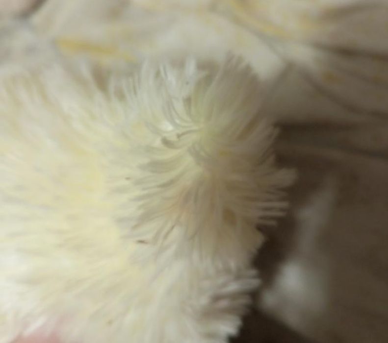 Іграшки м'які різні 3 шт