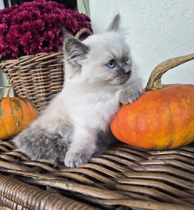 Ragdoll kocurek.   .