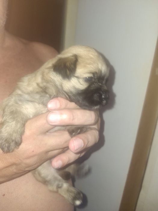 Pieski po matce shih tzu