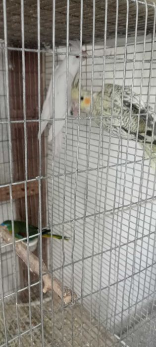 Caturras deste ano para troca