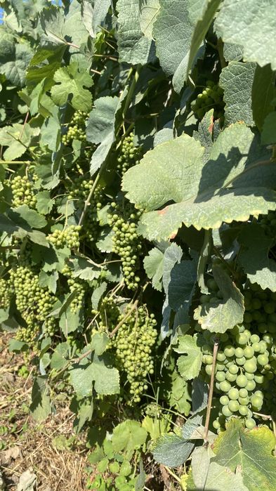 Vinhas Loureiro em Produção