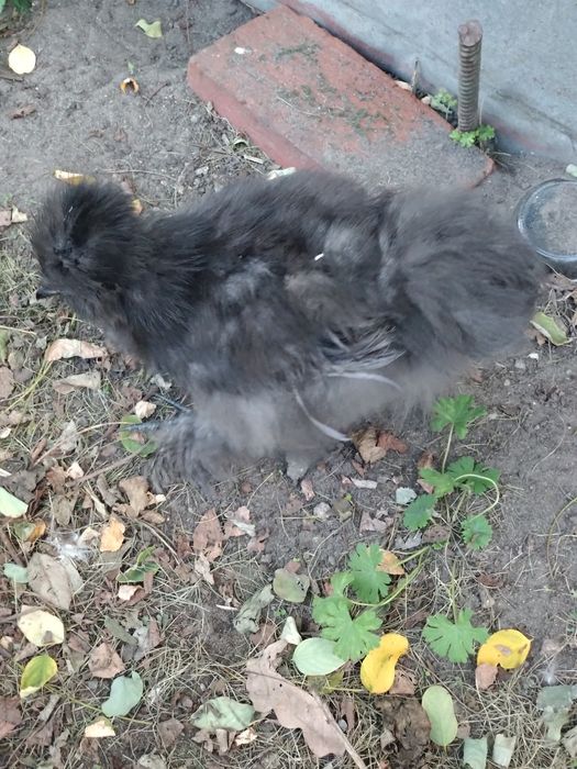 silka jedwabista  kura  kury silki