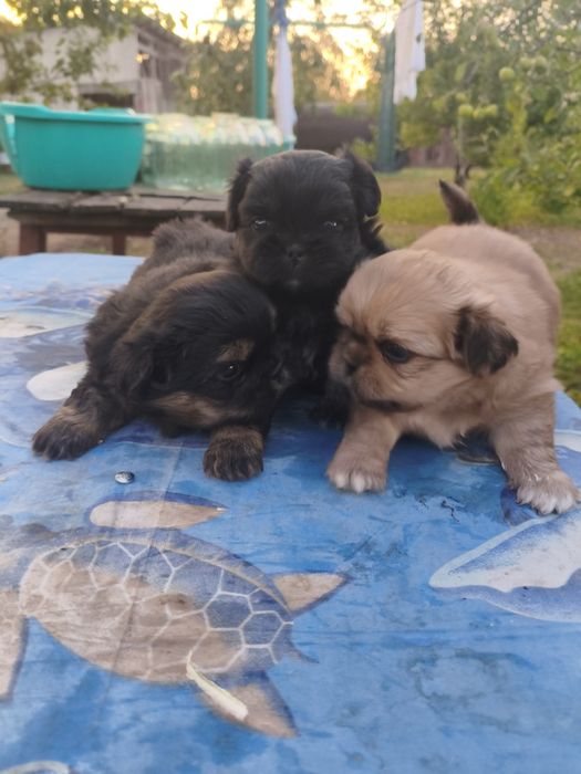 Продажа Пекинесы