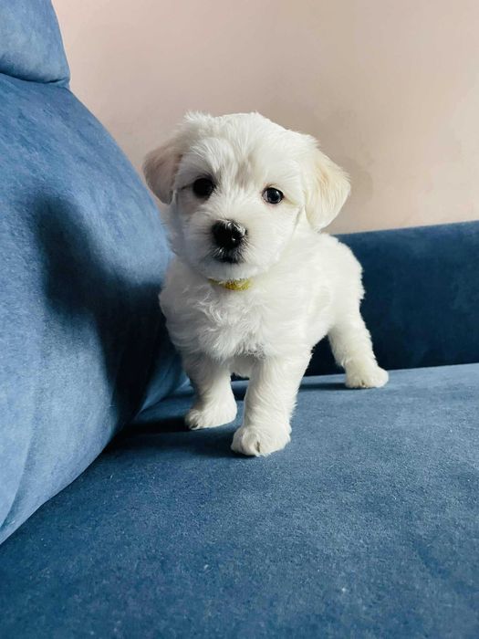 MALTAŃCZYK, suczka z domowej hodowli! (GOLDEEN) Do odbioru od 10.02!