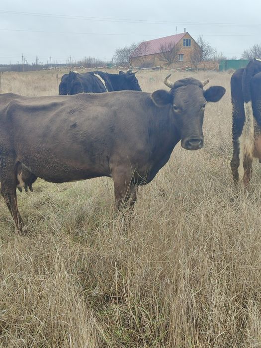 Корова продається