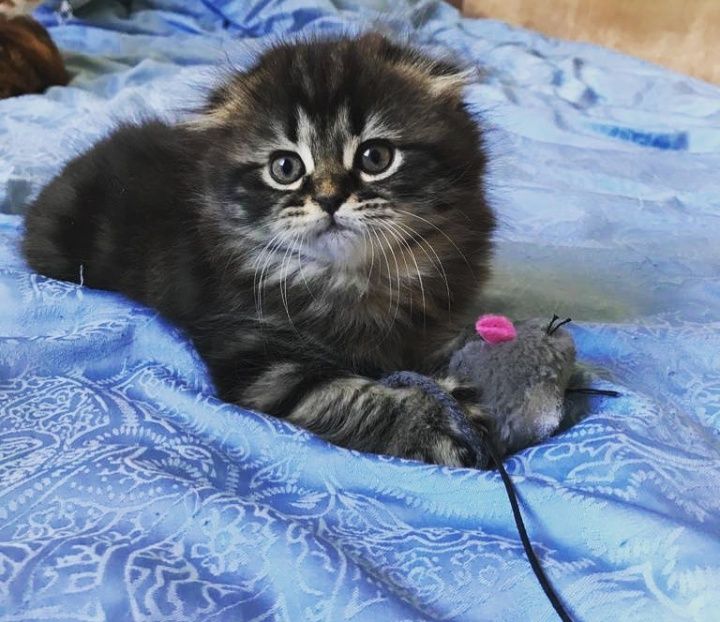 Шотландские котята