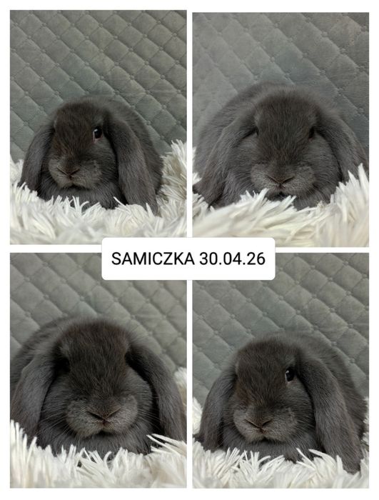 Królik miniaturka minilop mini lop