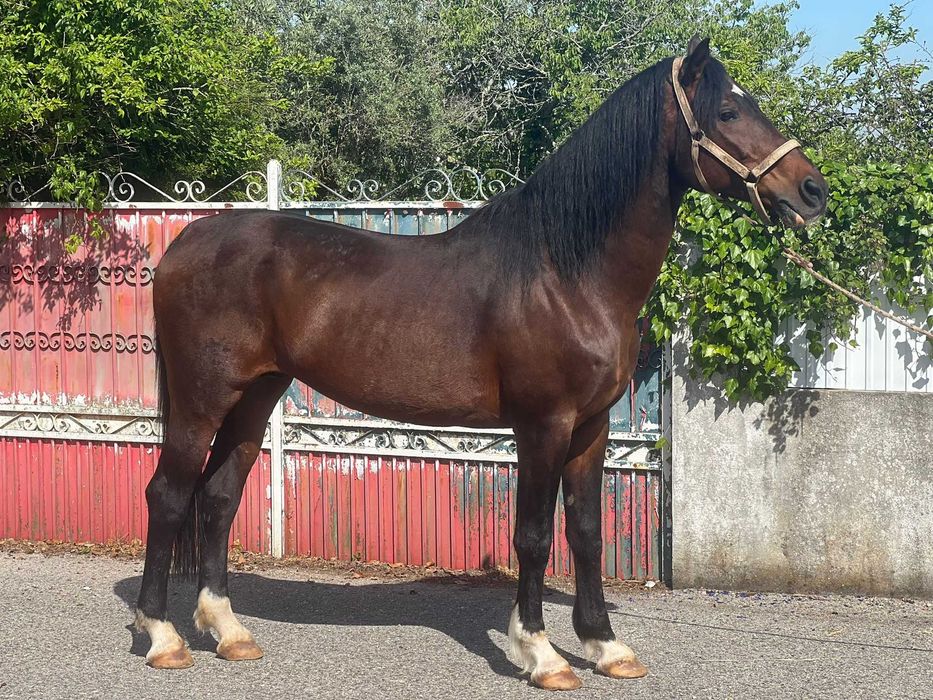 Cavalos para venda
