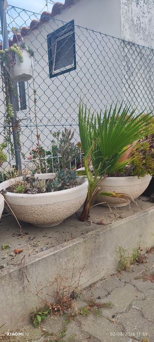 Vasos com ou sem plantas