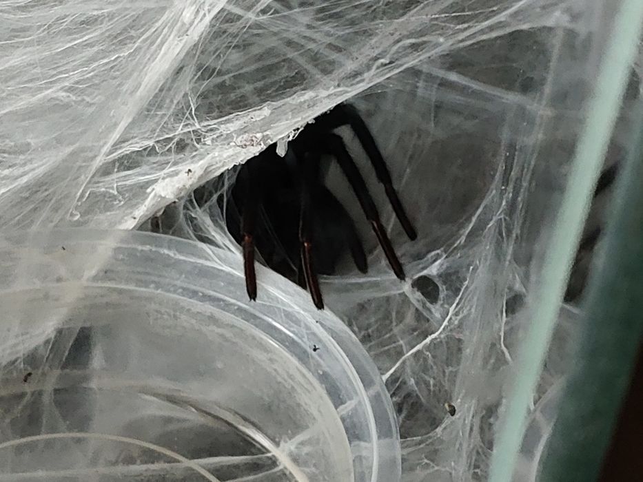 Linothel sericata