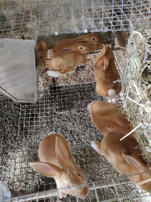 Кролі кролики бургунці