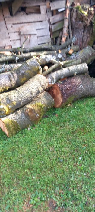 Pień świerkowy 280 cm i drewno z czereśni.