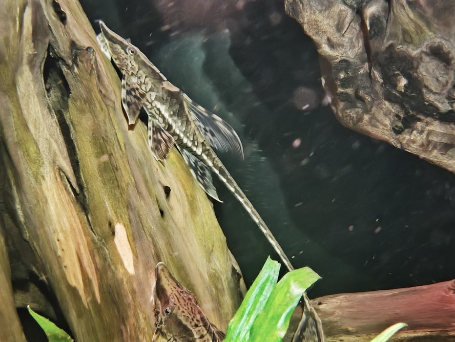 Sturisoma aureum dorosłe samce. WYSYŁKA