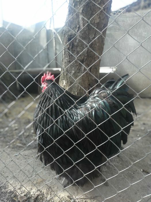 Продам  яйце кур орпінгтон чорни