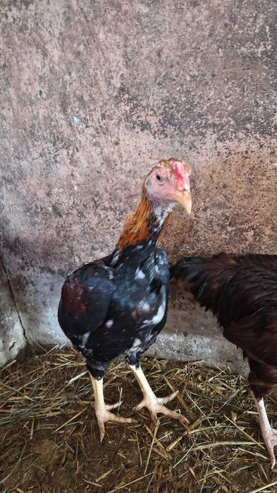 Kogutyshamo i marans sprzedam zamienie