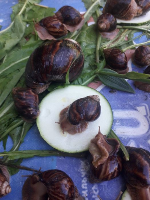 Большие улитки ахатинов распродажа