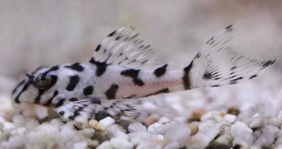 Hypancistrus varias linhas