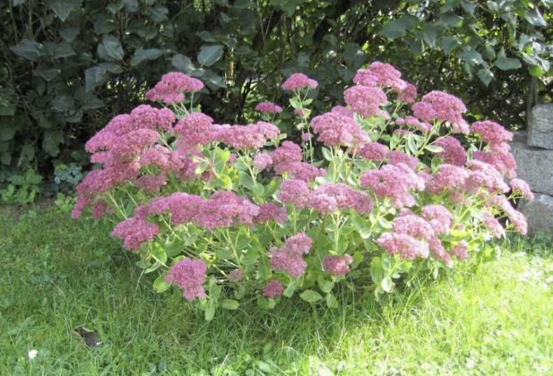 Многолетники излишки продам