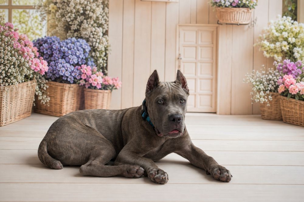 Mocny samiec cane corso
