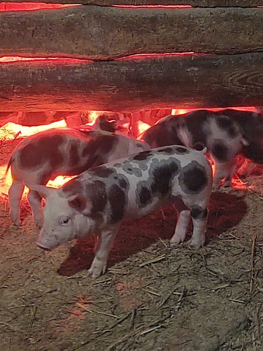 Продам малих поросят