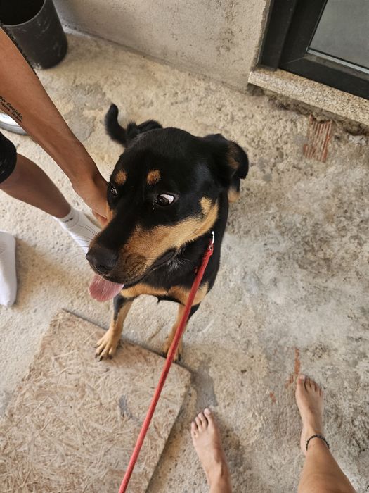 Cadela para adoção