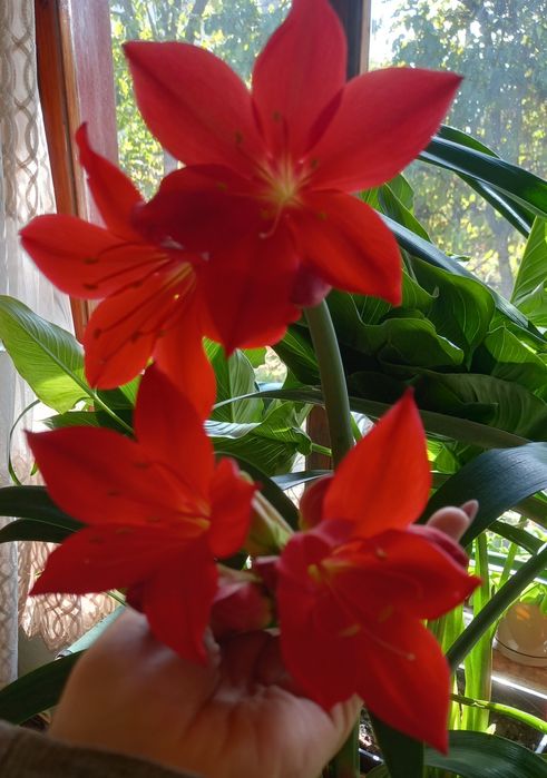 Домашня рослина. Має дуже гарні червоні квіти